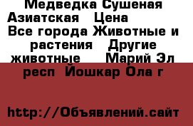 Медведка Сушеная Азиатская › Цена ­ 1 400 - Все города Животные и растения » Другие животные   . Марий Эл респ.,Йошкар-Ола г.